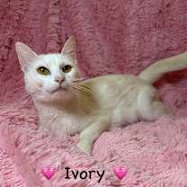 Thumbnail photo of Ivory #2
