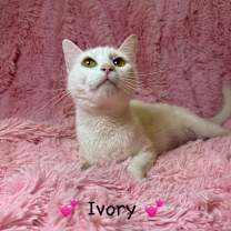 Thumbnail photo of Ivory #4