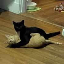 Thumbnail photo of Luca #4