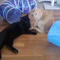 Thumbnail photo of Milton #4