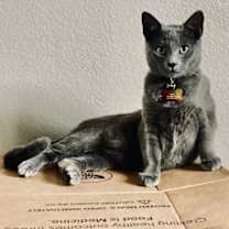 Thumbnail photo of Waffles #1