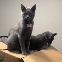 Thumbnail photo of Waffles #3