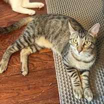 Thumbnail photo of Woody #3