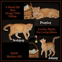 Thumbnail photo of Johnny, Ponyboy & Sodapop #1