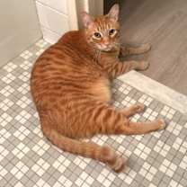 Thumbnail photo of Charmy #1