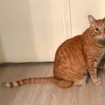 Thumbnail photo of Charmy #2