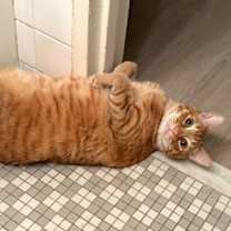 Thumbnail photo of Charmy #3