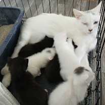 Thumbnail photo of Mini Mae #1