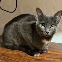 Thumbnail photo of Iris #1