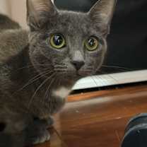 Thumbnail photo of Iris #2