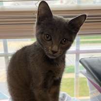 Thumbnail photo of Shadow #2