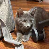 Thumbnail photo of Shadow #3