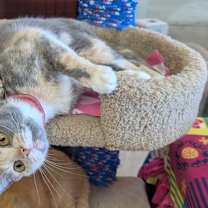 Thumbnail photo of Pizelle #1