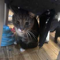 Thumbnail photo of Elvis #2