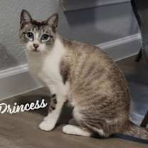 Thumbnail photo of Princess #seeks-attention #1
