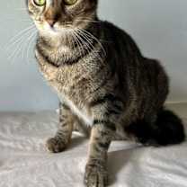 Thumbnail photo of DONATELLA #1