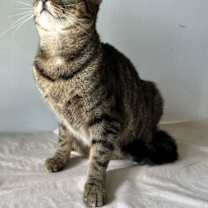 Thumbnail photo of DONATELLA #3