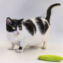 Thumbnail photo of Meadow #3