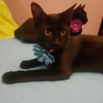 Thumbnail photo of Groovy #3