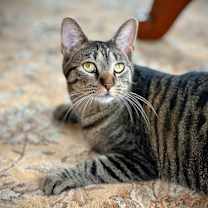 Thumbnail photo of Miss Moppet #1