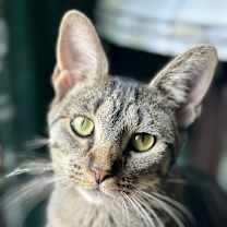 Thumbnail photo of Miss Moppet #2