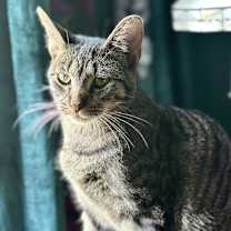 Thumbnail photo of Miss Moppet #3