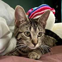 Thumbnail photo of Miss Moppet #4