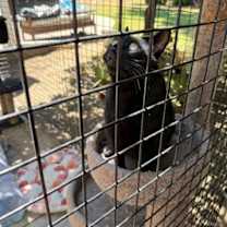 Thumbnail photo of Big (Courtesy Post) #3