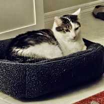 Thumbnail photo of Jack (sweet lovable) #3