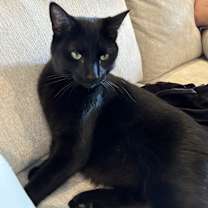 Thumbnail photo of Poe and Lucy #3