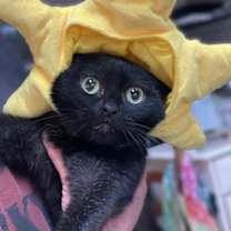 Thumbnail photo of BUTTONS #1