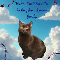 Thumbnail photo of Raven #3