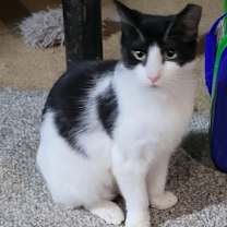 Thumbnail photo of Angelica #1