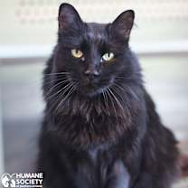 Thumbnail photo of RAVEN #1