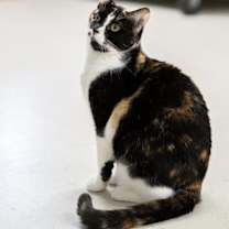 Thumbnail photo of Koi #4