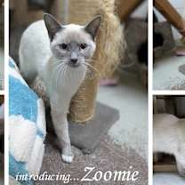 Thumbnail photo of Zoomie #2