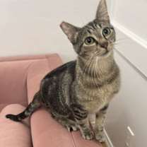 Thumbnail photo of Misty #1