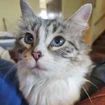 Thumbnail photo of Fae #1