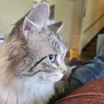 Thumbnail photo of Fae #2