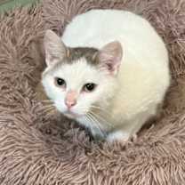 Thumbnail photo of Amelia #3