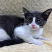 Thumbnail photo of Patches #2