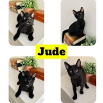Thumbnail photo of Jude #2