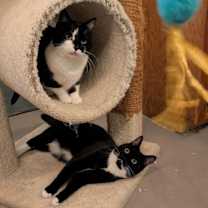 Thumbnail photo of Boots 'A' Doots #1