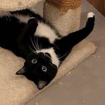 Thumbnail photo of Boots 'A' Doots #2