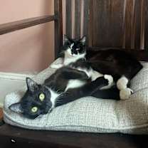 Thumbnail photo of Boots 'A' Doots #4