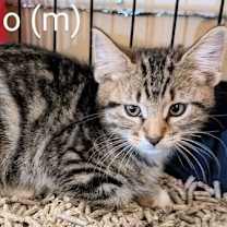 Thumbnail photo of Gio #1