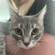 Thumbnail photo of Stardust #3