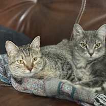 Thumbnail photo of Stardust #4