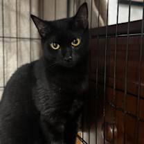 Thumbnail photo of Plum #3