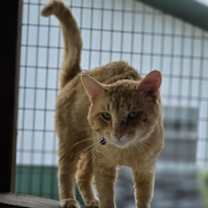 Thumbnail photo of Rodney Cat #1